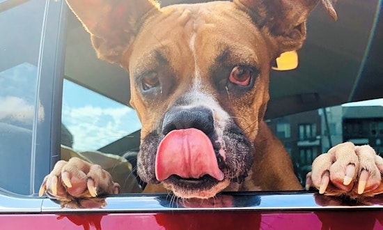 These Dallas-based puppies are up for adoption and in need of good homes