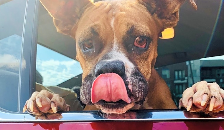 These Dallas-based puppies are up for adoption and in need of good homes