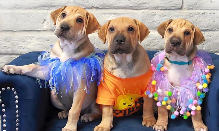 Always wanted a puppy? Here are 7 cuddly canines to adopt now in Fort Worth
