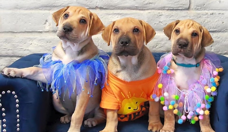 Always wanted a puppy? Here are 7 cuddly canines to adopt now in Fort Worth