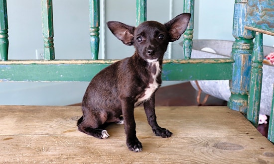 Looking to adopt a pet? Here are 6 perfect puppies to adopt now in San Antonio