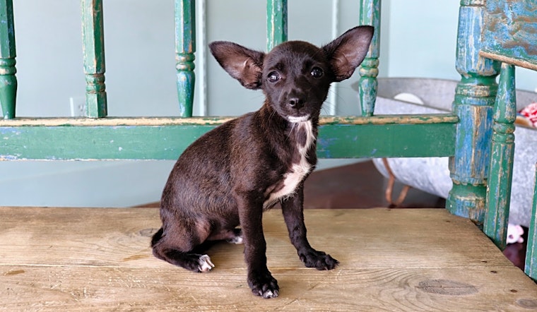 Looking to adopt a pet? Here are 6 perfect puppies to adopt now in San Antonio