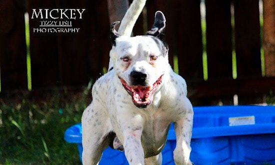These El Paso-based dogs are up for adoption and in need of a good home