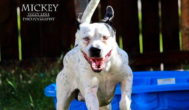 These El Paso-based dogs are up for adoption and in need of a good home
