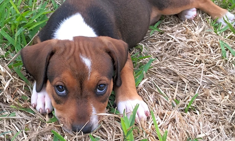 These Austin-based puppies are up for adoption and in need of a good home