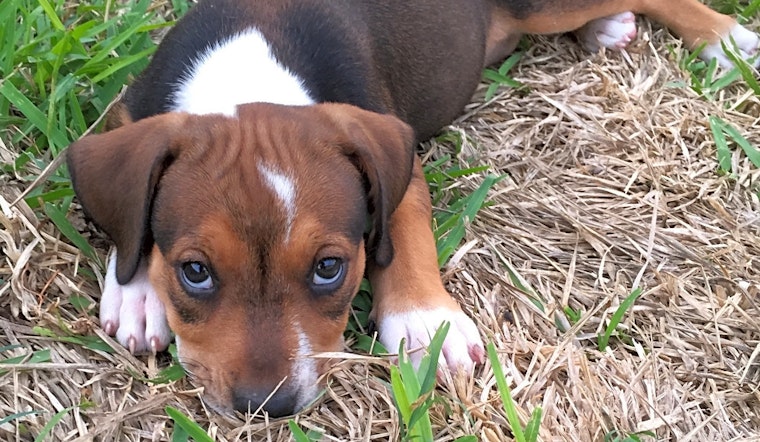 These Austin-based puppies are up for adoption and in need of a good home