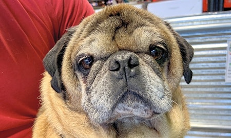 These Omaha-based doggies are up for adoption and in need of a good home