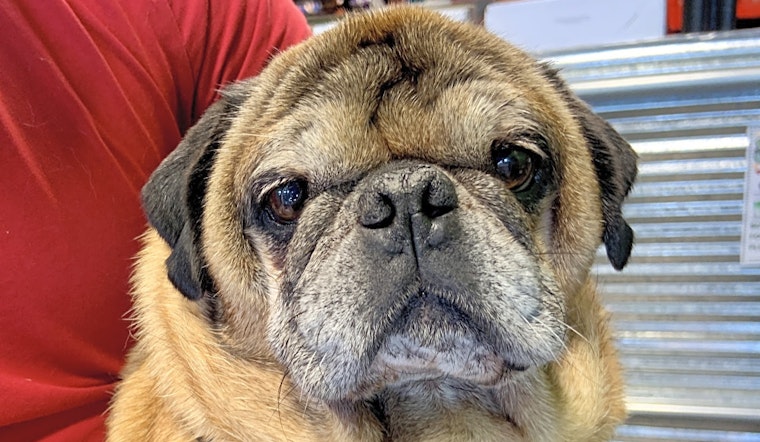 These Omaha-based doggies are up for adoption and in need of a good home