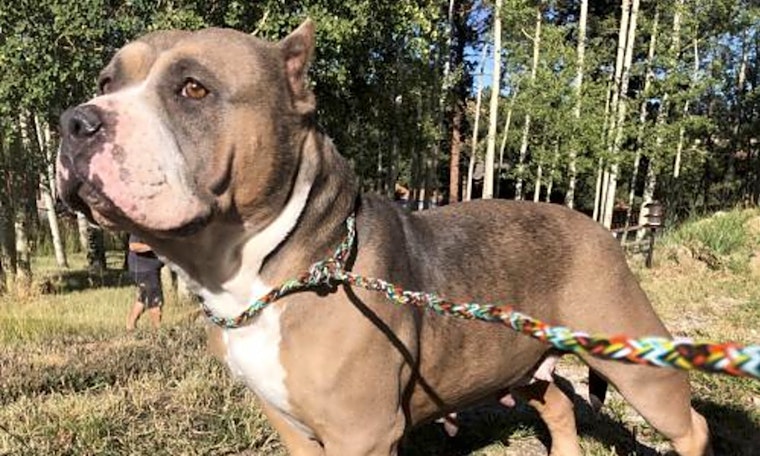 6 lovable pups to adopt now in Denver