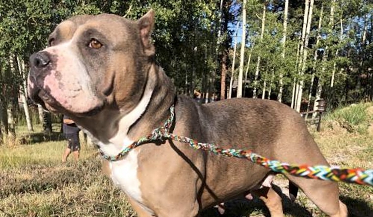 6 lovable pups to adopt now in Denver