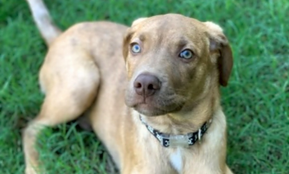 5 precious puppies to adopt now in Oklahoma City