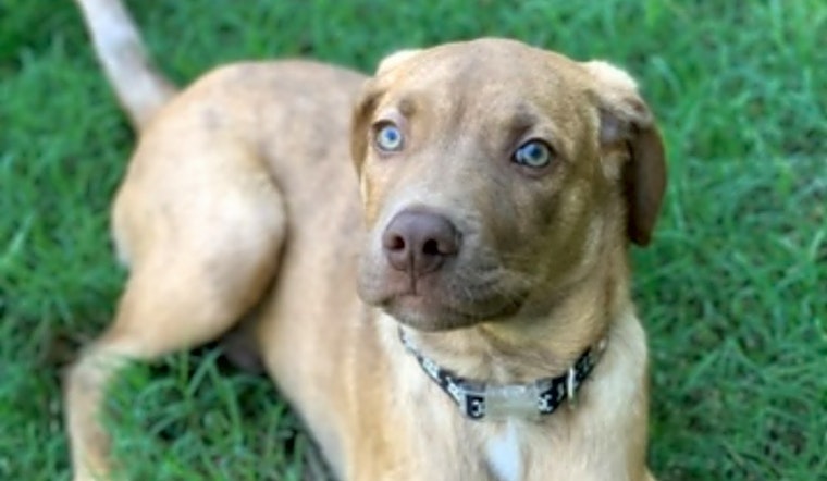 5 precious puppies to adopt now in Oklahoma City