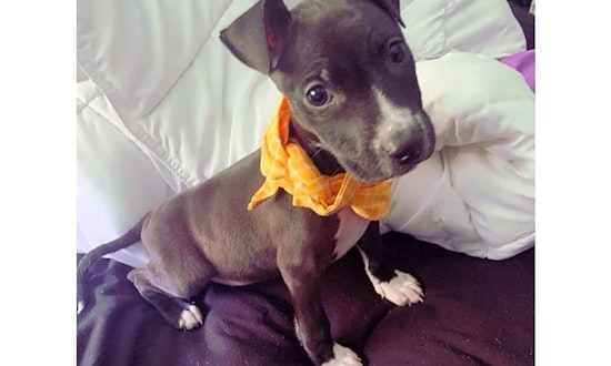 These Colorado Springs-based puppies are up for adoption and in need of a good home