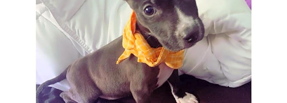 These Colorado Springs-based puppies are up for adoption and in need of a good home