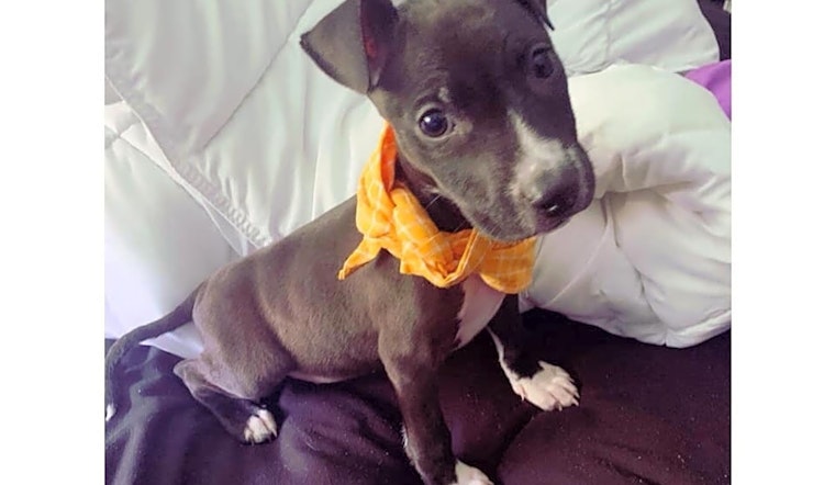 These Colorado Springs-based puppies are up for adoption and in need of a good home