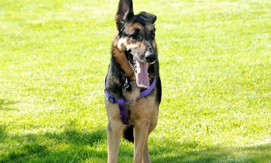 7 lovable pups to adopt now in Aurora