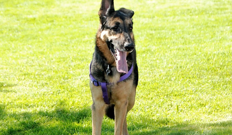 7 lovable pups to adopt now in Aurora