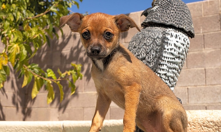 These Henderson-based puppies are up for adoption and in need of a good home