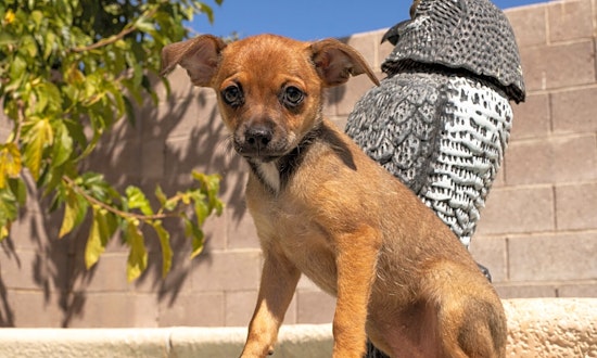 These Henderson-based puppies are up for adoption and in need of a good home