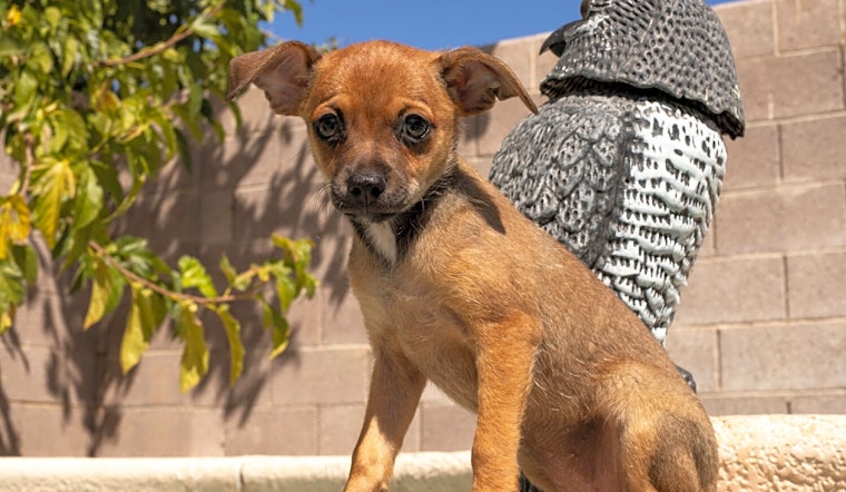 These Henderson-based puppies are up for adoption and in need of a good home