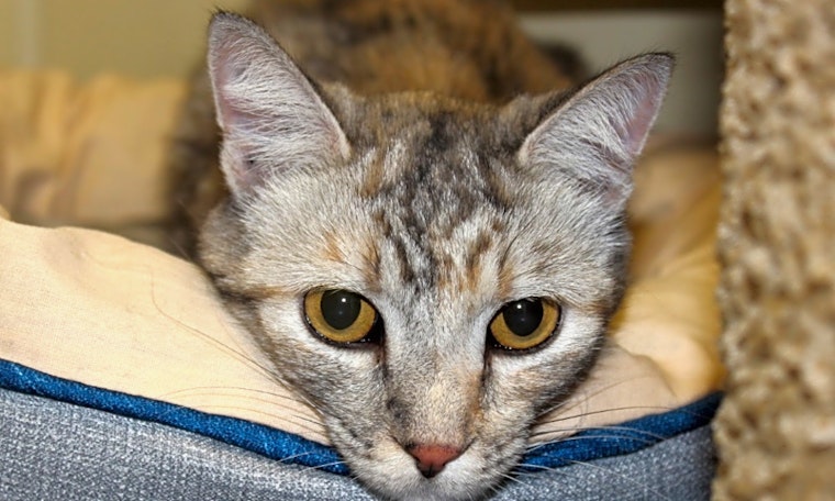 7 cool kitties to adopt now in Las Vegas