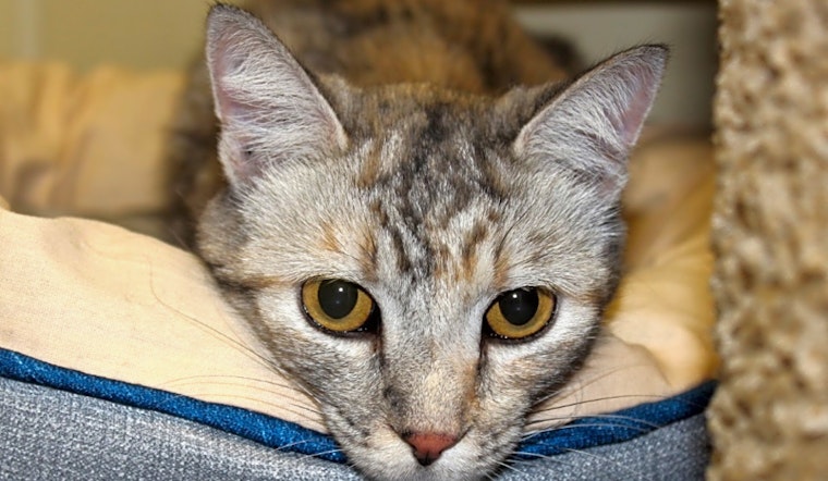 7 cool kitties to adopt now in Las Vegas