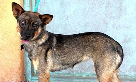 Want to adopt a pet? Here are 7 adorable pups to adopt now in Albuquerque