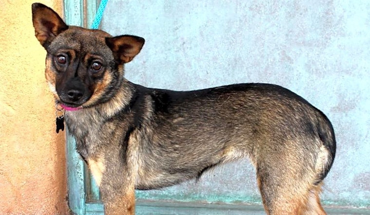 Want to adopt a pet? Here are 7 adorable pups to adopt now in Albuquerque