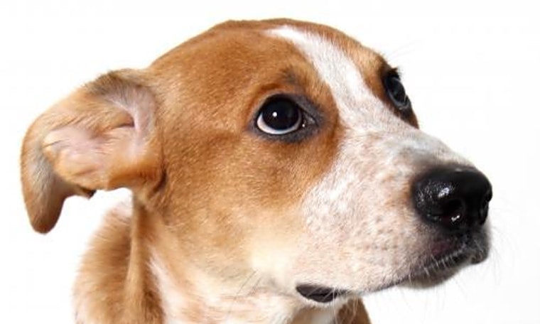 These Los Angeles-based puppies are up for adoption and in need of a good home