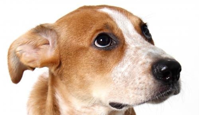 These Los Angeles-based puppies are up for adoption and in need of a good home