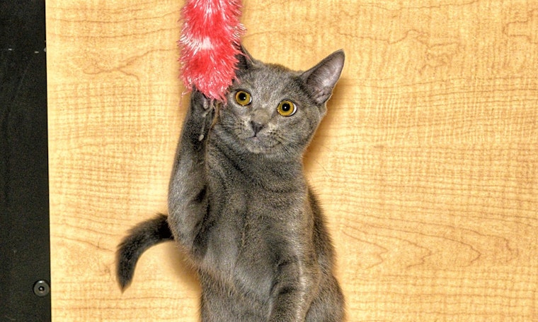 These Anaheim-based kittens are up for adoption and in need of a good home