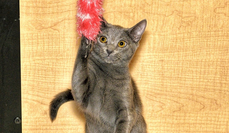 These Anaheim-based kittens are up for adoption and in need of a good home