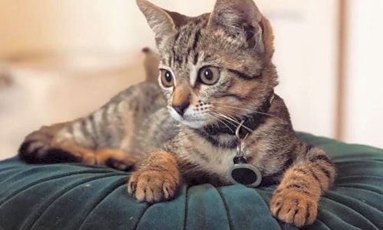 Looking to adopt a pet? Here are 7 cool kitties to adopt now in Long Beach