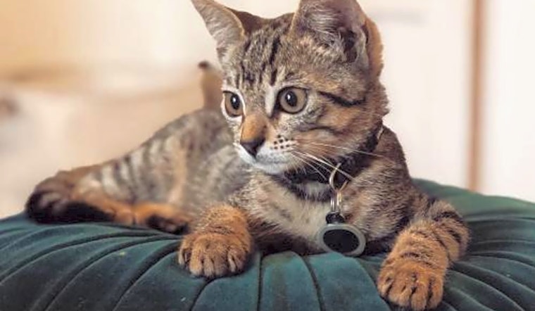 Looking to adopt a pet? Here are 7 cool kitties to adopt now in Long Beach