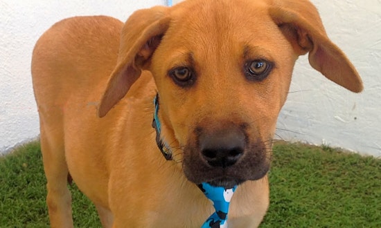 Here are 5 adorable pups to adopt in San Diego