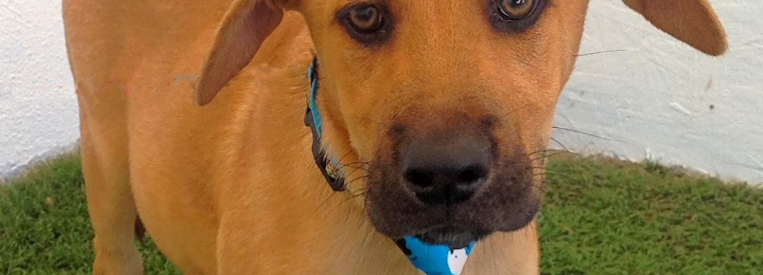 Here are 5 adorable pups to adopt in San Diego