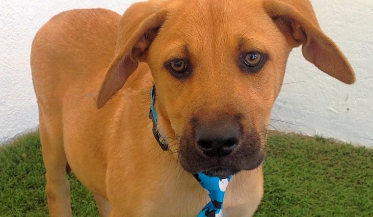Here are 5 adorable pups to adopt in San Diego