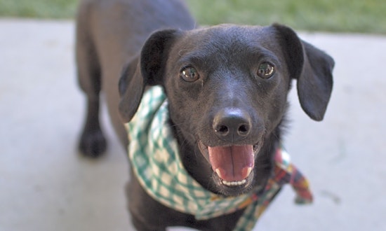 Want to adopt a pet? Here are 7 delightful doggies to adopt now in Santa Ana