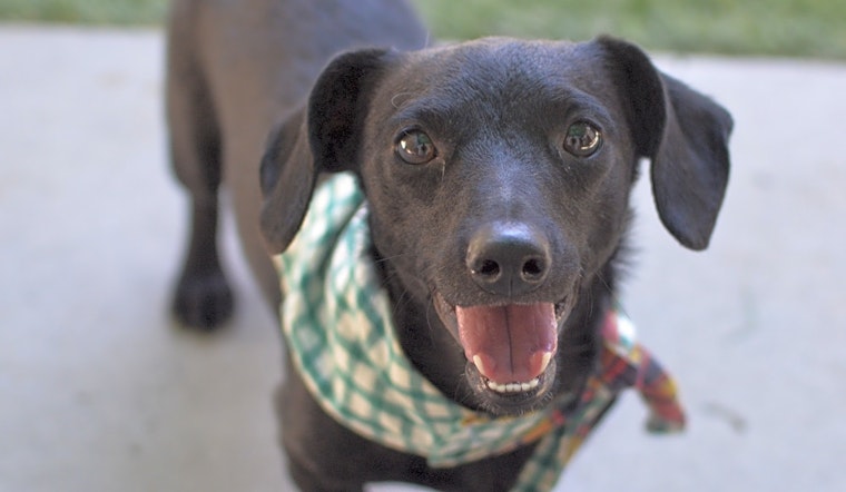 Want to adopt a pet? Here are 7 delightful doggies to adopt now in Santa Ana