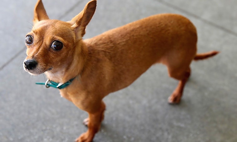 These Berkeley-based canines are up for adoption and in need of a good home