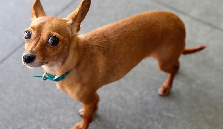 These Berkeley-based canines are up for adoption and in need of a good home