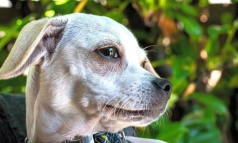 3 precious puppies to adopt now in Oakland