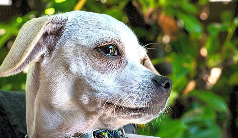3 precious puppies to adopt now in Oakland