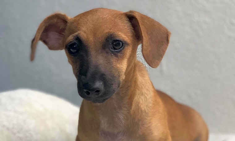 These San Francisco-based puppies are up for adoption and in need of a good home