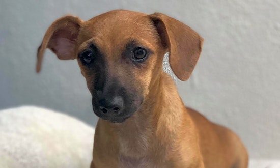 These San Francisco-based puppies are up for adoption and in need of a good home