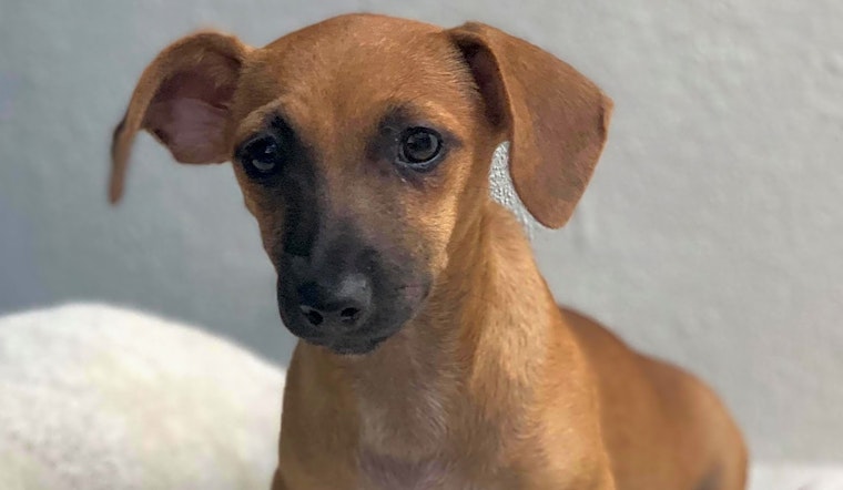 These San Francisco-based puppies are up for adoption and in need of a good home