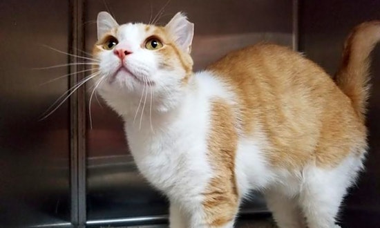 These Sacramento-based kitties are up for adoption and in need of a good home