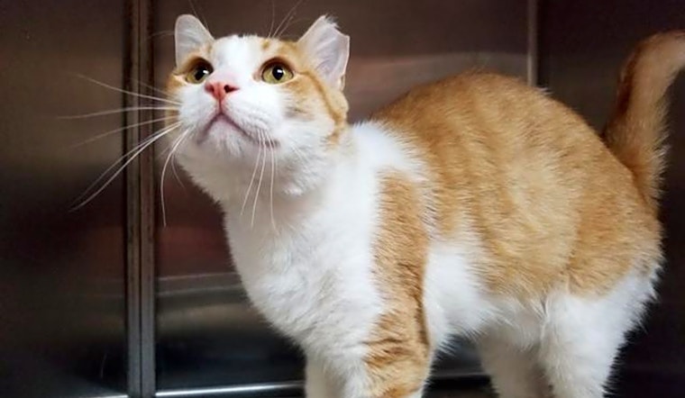 These Sacramento-based kitties are up for adoption and in need of a good home