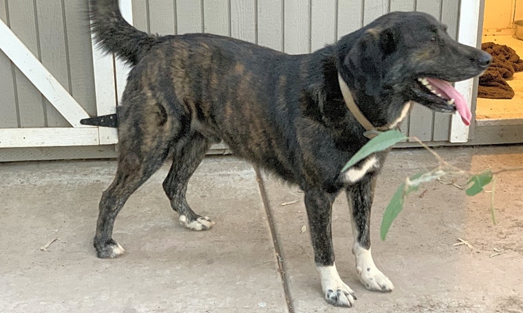 5 delightful doggies to adopt now in Bakersfield