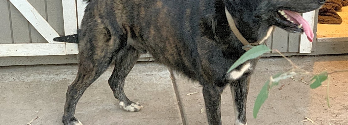 5 delightful doggies to adopt now in Bakersfield
